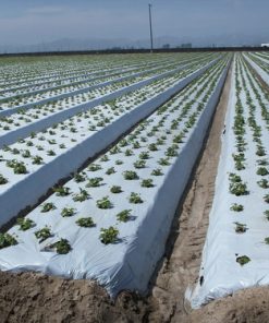 Màng phủ nông nghiệp - Mẫu 2